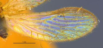 Media type: image;   Entomology 11921 Aspect: Wing hind